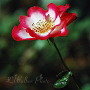 So here are a couple of Rose photos for all who miss Spring like I do!