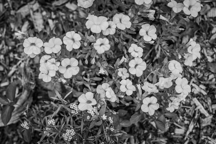 b&w floral photo