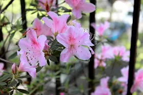 Flores de Azalea