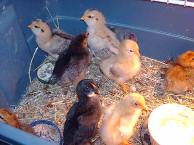 baby chicken chicks