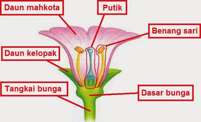 Bagian-Bagian Bunga ~ MUNAWI INSIDE