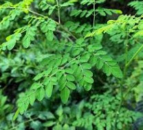 Moringa Business Plans/feasibility Study Report / Project