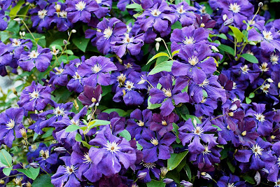 We do clematis really,