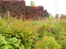 Entry Garden Walk at the Toronto Botanical Garden ‘Firedance’ mountain fleece and Hosta sieboldiana ‘Blue Angel’ by garden muses-not another Toronto gardening blog