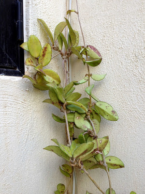 Hoya Plant care