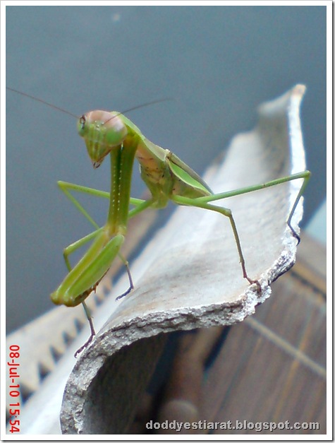 one eye praying mantis 33
