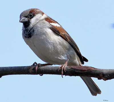 House Sparrow - resident