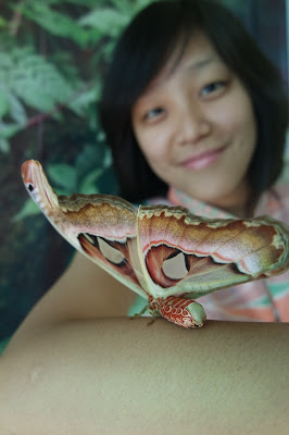 Alian Butterfly Park Kebumen