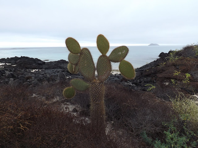 Playa de las Bachas, Isla Santa Cruz, Islas Galápagos