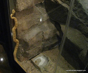 Noisy, Scary Rattlesnake