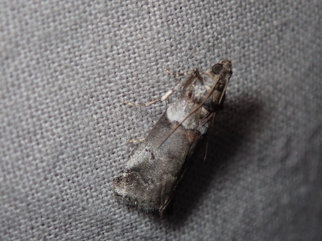 Acrobasis legatea