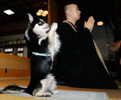 dog,meditation,zen