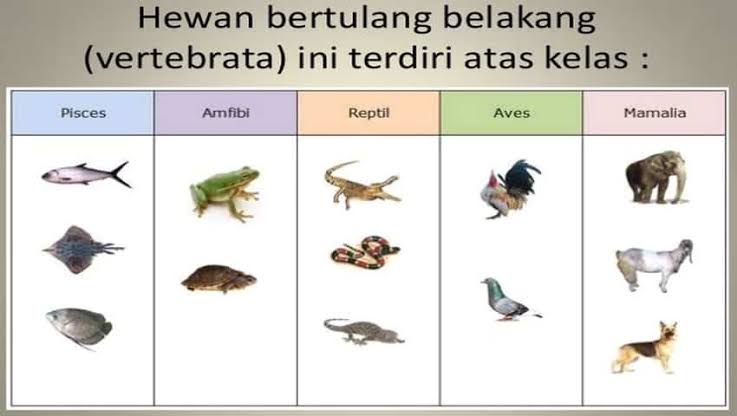  Hewan  Vertebrata  Hewan  Bertulang Belakang Pengertian 