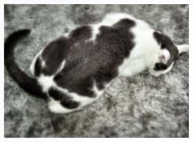 A black and white spotted house cat lies on the floor in “S” formation.