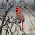 Cardinals and Christmas in my Kitchen