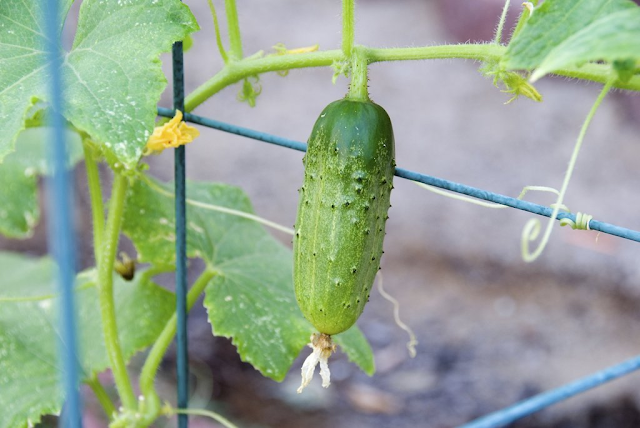 La culture de cornichon 