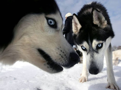 Great MSNBC collection of animal photos Seen On www.coolpicturegallery.net