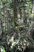Kookaburra's Gumtree: Mossman Gorge
