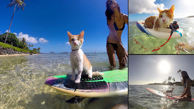 Impresionante gato tuerto que ama nadar y surfear en Hawái