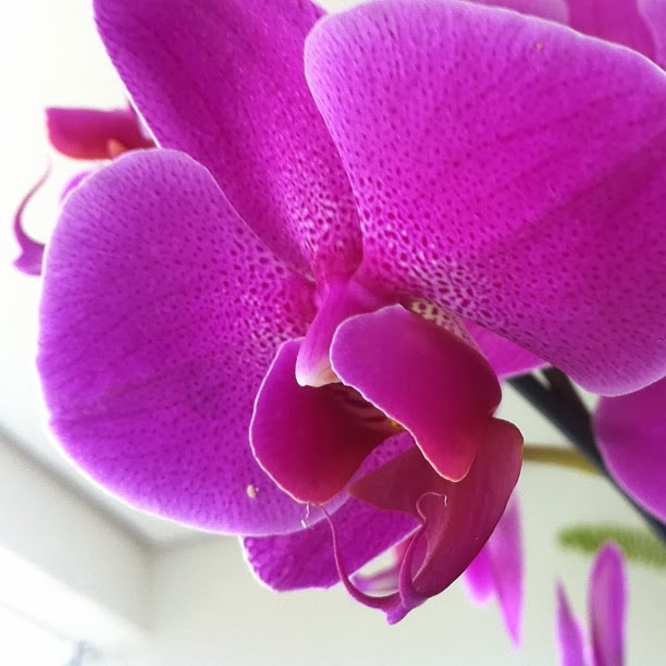 Sublime Mercies: Radiant Orchid, the Violated Vagina, and Blooming ... Sublime Mercies: Radiant Orchid, the Violated Vagina, and Blooming ...