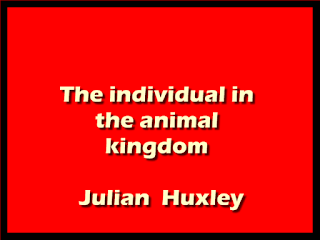 The individual in the animal kingdom