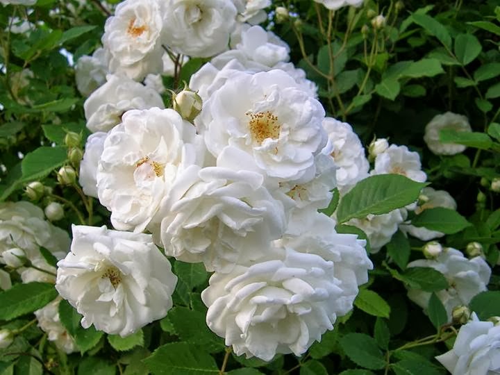 Kumpulan Gambar Bunga Mawar Putih yang Cantik Indah Blog Bunga