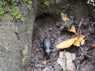 Carabus (Procrustes) coriaceus rugifer DSC47369