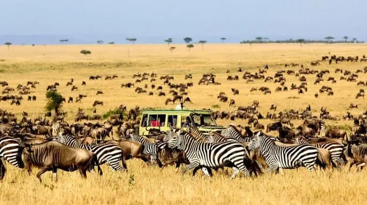 Parque natural Serengueti, África, Tanzania, animal, safari, ubicación, mapa, que significa, importancia, desierto, humano, hotel, migración, que es, entrada, Cuándo visitar, Qué tan grande es, Qué animales hay, Qué animal puedes ver migrar