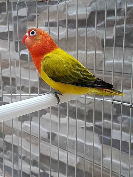 Jenis Lovebird  Paling Mahal Berdasarkan Warna