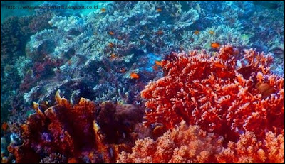 Begitu Menakjubkan Keindahan Bawah Laut Di Pantai Basring Banyuwangi