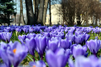 Crocus Flowers - Photo by EVGEN SLAVIN on Unsplash