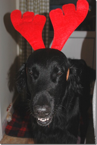 Christmas 003