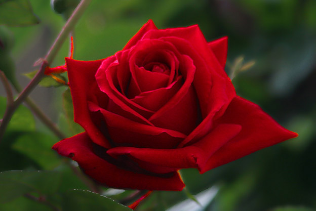 red rose flowers. Red rose macro picture