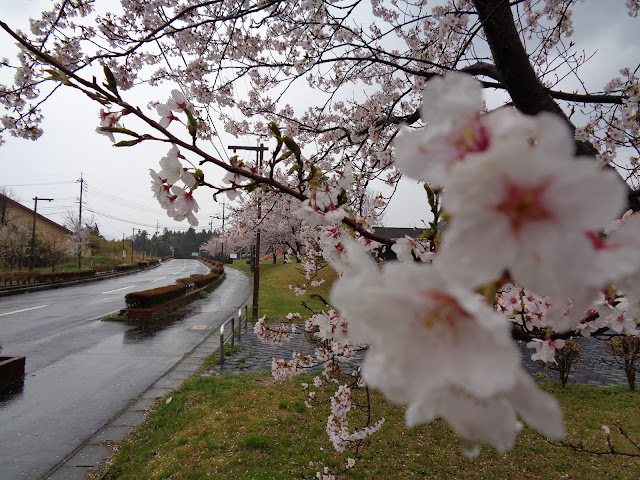 伯耆町総合スポーツ公園のソメイヨシノ桜