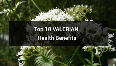 10 Best Valerian Health Benefits - Sleep, Insomnia, Sciatica..