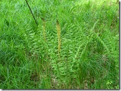 Fern
