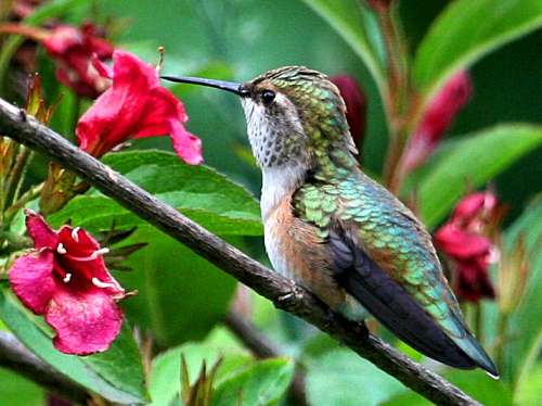 Hummingbirds With Flowers