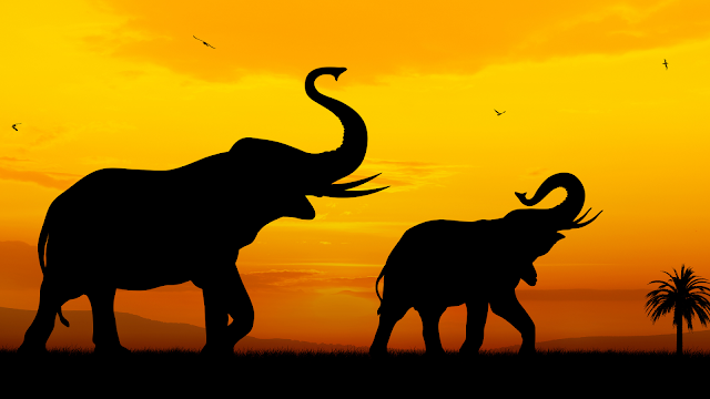 Classification of Elephants and All kinds of Elephant, Descriptions, Habitats, Scientific Names, weights, and Life of Elephant with wildlife