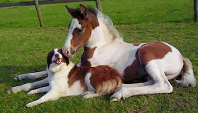 Funny animals of the week - 3 January 2014 (40 pics), horse and dog friends