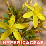 Hypericaceae
