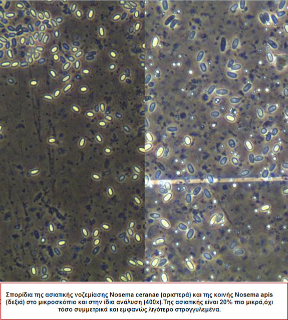 nosema1