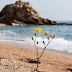 What to do when you start losing the will to live