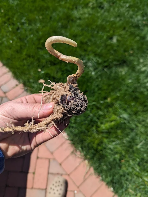 Chinese Chestnut Cold Stratification - Sprouted with Roots