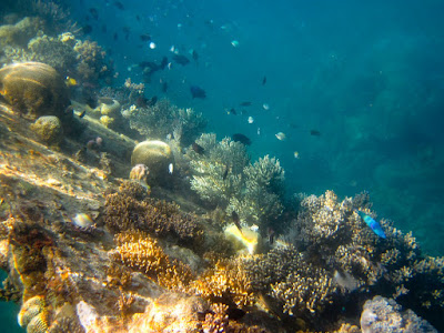 wreck diving - scuba diving in Cebu