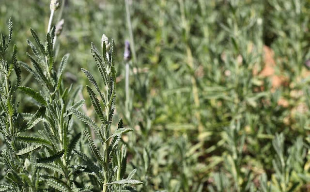 Lavender Flowers