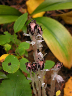 Monotrope uniflore - Monotropa uniflora