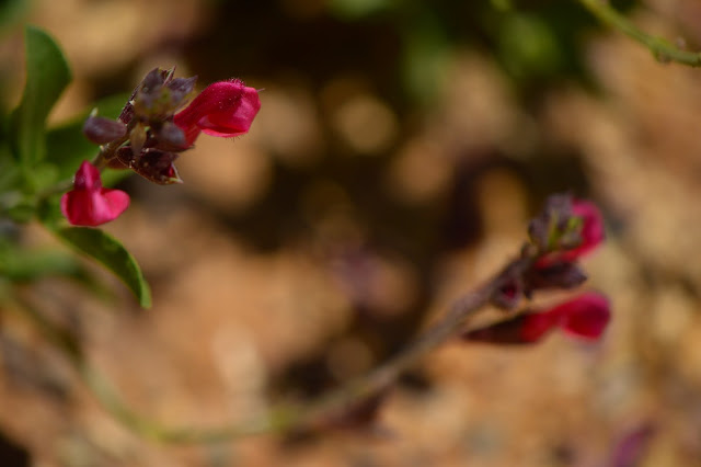 Salvia greggii "Flame", Autumn Sage, Flame