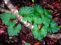 anggrek amoeofit, yaitu anggrek yang hidup di tanah. Ada masa di mana hanya muncul daunnya saja. Ketika musim bunga, maka yang tampak adalah bunganya saja tanpa daun