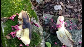 Pessoas colocam veneno em bananas para macacos em Valença, RJ.