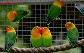 453 Cara Sukses Beternak Burung Lovebird